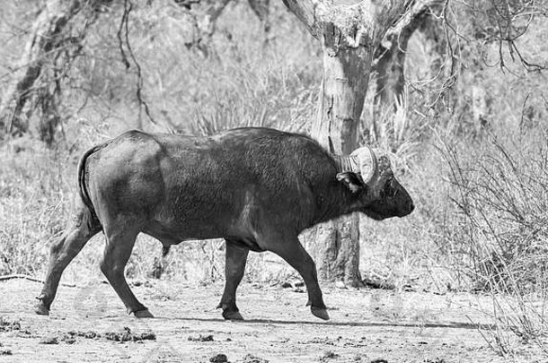 非洲南部大<strong>草原</strong>上的一种海角水牛