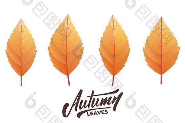 秋叶。一套时尚的秋叶和字体