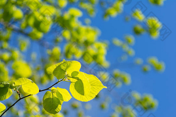 阳光和阴影的<strong>欢快</strong>夏日<strong>游戏</strong>。美丽的黄色白桦树叶，背景是模糊的蓝天。