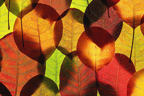 在背光下，秋天的落叶构成了色彩鲜艳的背景。平铺。