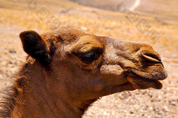 timanfaya西班牙非洲幼犬棕色单峰骆驼在火山岩lanzarote咬伤