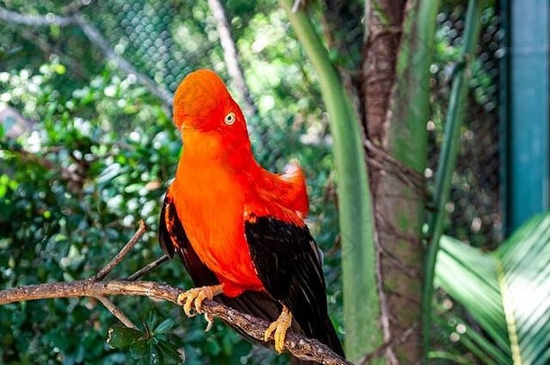 橙色凤头鹦鹉，卡塔赫纳，哥伦比亚