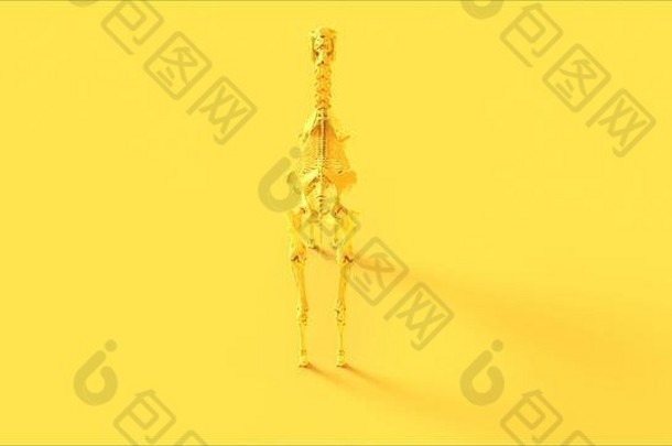 黄马骨骼系统解剖3d插图3d渲染