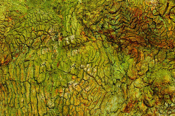 舍伍德森林中一段布满苔藓的起皱、衬里和裂缝的橡树树皮的特写镜头。