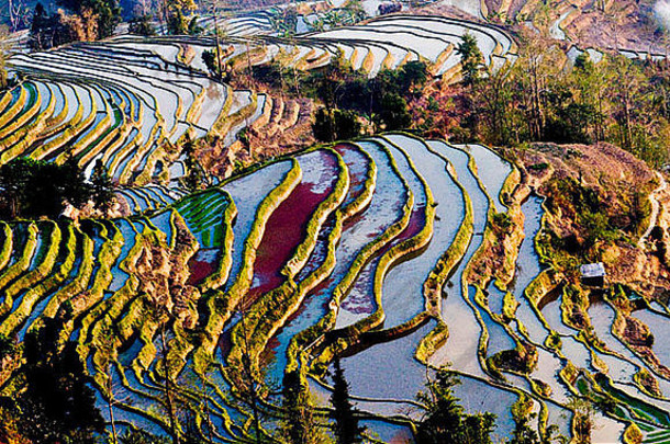 中国云南元阳令人惊叹的水稻梯田。