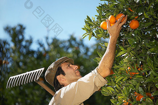 农民挑选橙子