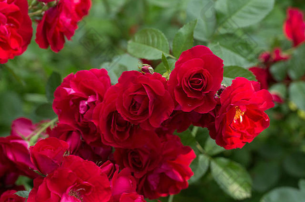 浪漫，花瓣，浪漫，情人节，植物，爱情，美丽，美丽，花，玫瑰，自然，玫瑰花，玫瑰花，玫瑰花，红色，雄蕊，模糊，光泽