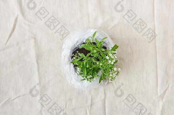 一种盛开的绿色植物，在塑料袋中有娇嫩的花朵。顶视图。