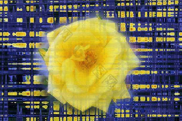 大的黄色玫瑰，有毛刺效果，背景为蓝色和黄色线条