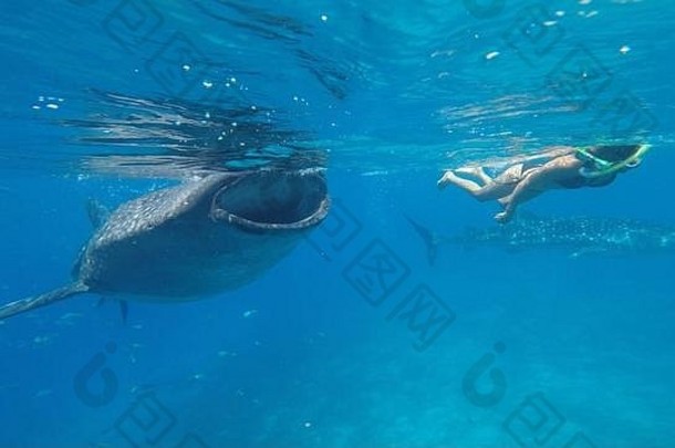 鲸鲨在巴厘岛游泳