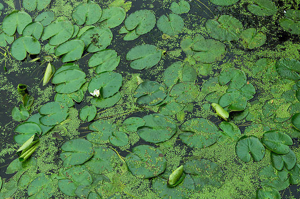 池塘中<strong>荷</strong>花和浮萍的俯视图。绿色自然背景。