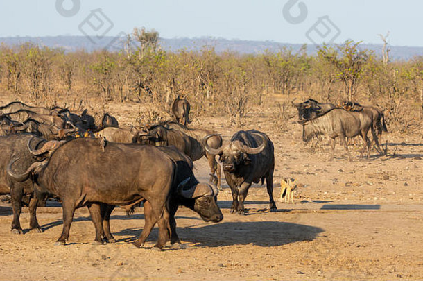 角水牛忙浇水洞南部非洲稀树大草原