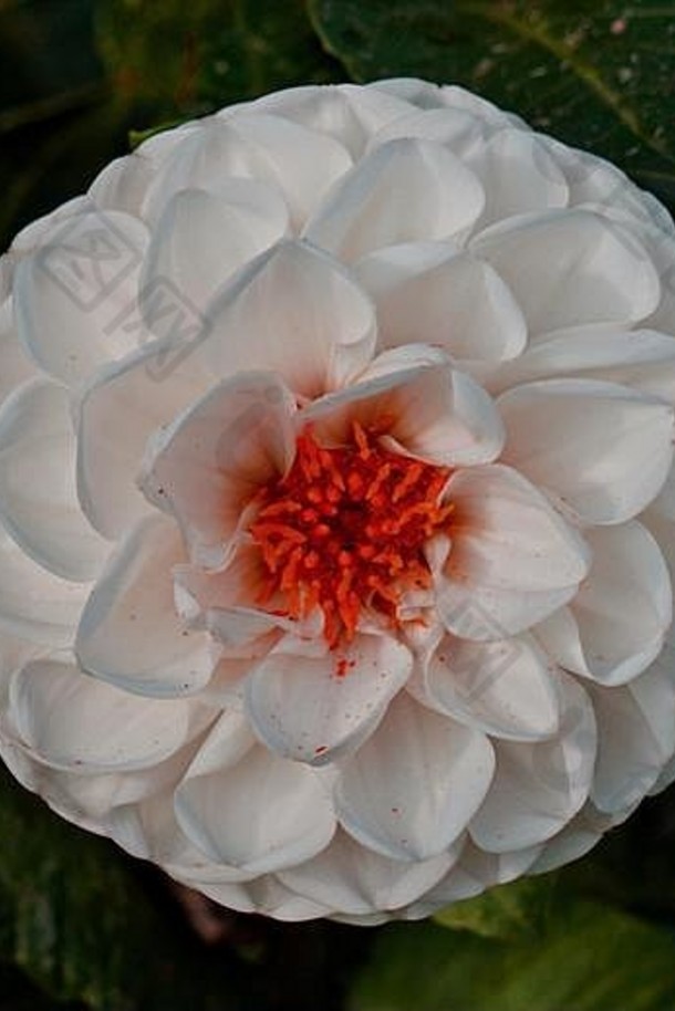 美丽的白色花