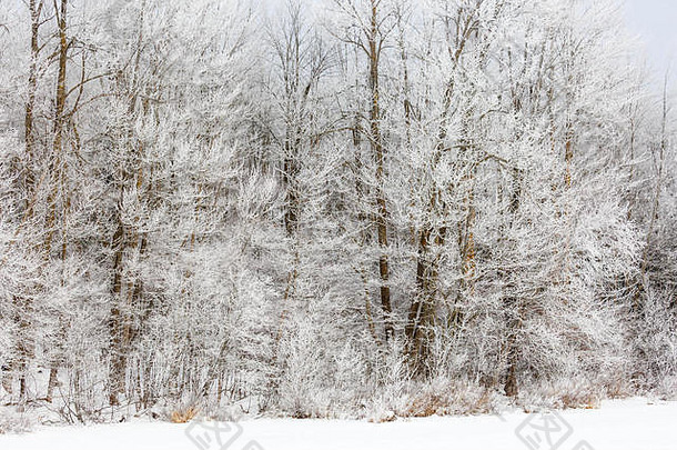 威斯康星州的<strong>树</strong>林在一月份被白霜覆盖。