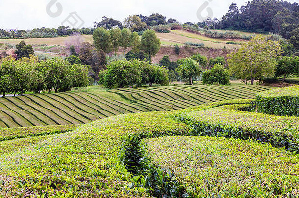 茶种植园港口formoso为什么米格尔岛亚速尔葡萄牙亚速尔首页种植园欧洲令人惊异的景观