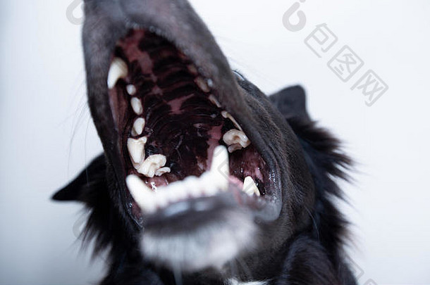 健康的狗牙齿clouse宠物牙科卫生概念开放口边境牧羊犬狗健康的牙齿