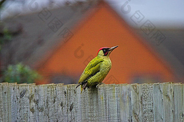栖息在篱笆上的绿色啄木鸟