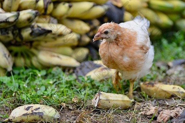 澳大利亚昆士兰汤斯维尔，4周大的罗德岛红鸡在热带花园觅食