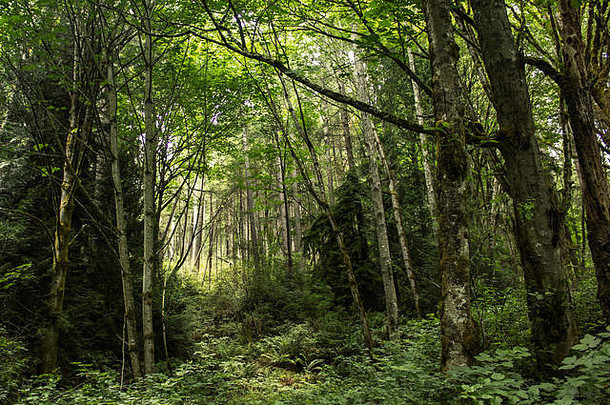茂密的绿色植被穿过长满苔藓的森林