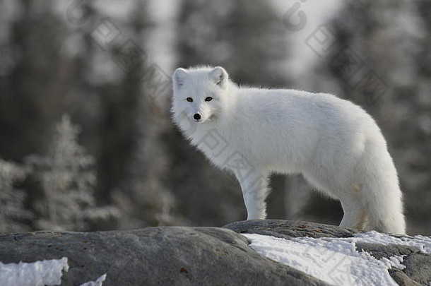 加拿大地盾上穿着白色冬衣的北极狐