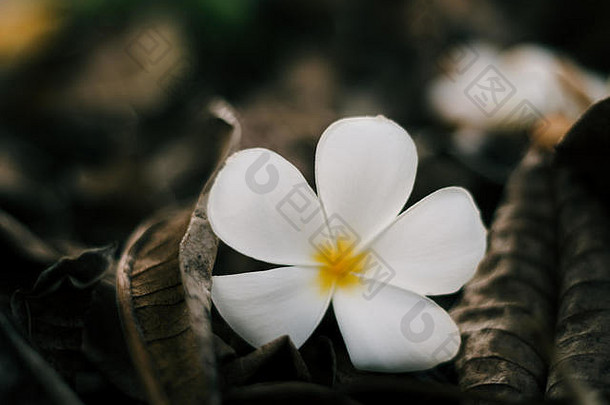 下降白色plumeria花