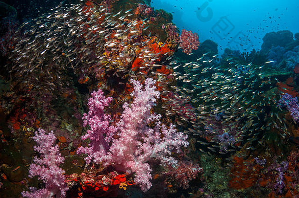 珊瑚礁斜坡上的软珊瑚[Dendronephthya sp.]和侏儒清扫器[Parariacanthus ransoneti]。泰国安达曼海。