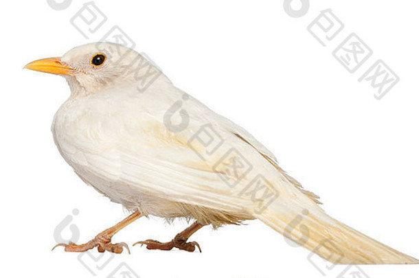 白色常见的黑鸟图尔杜斯merula白色背景