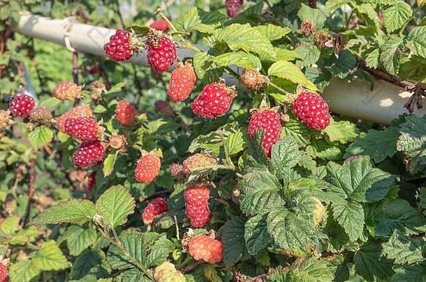 荷兰分配<strong>花园</strong>日益增长的树莓春天