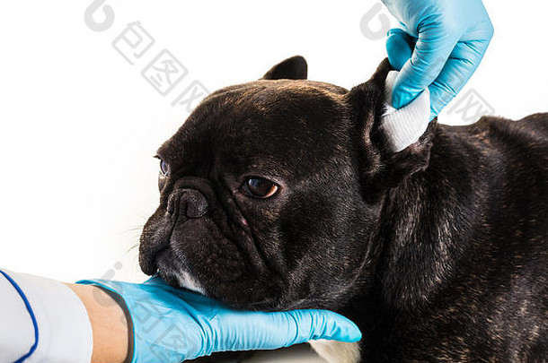 兽医诊所，一只法国斗牛犬正在清洗耳朵
