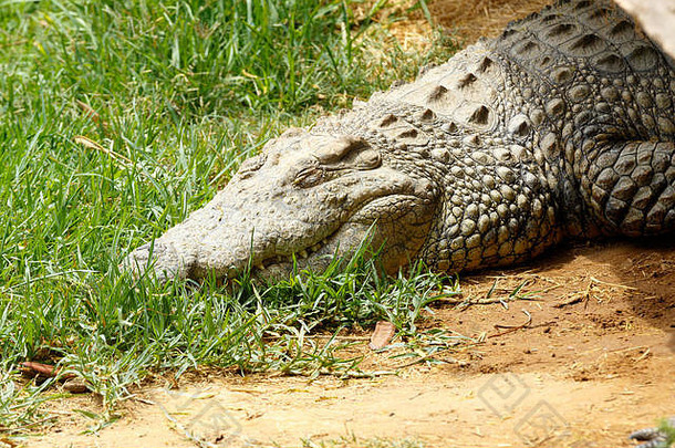 懒鳄鱼在阳光下睡在草地上