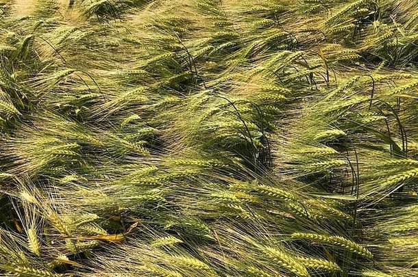 小麦场吹微风夏天阳光诺丁汉郡农村
