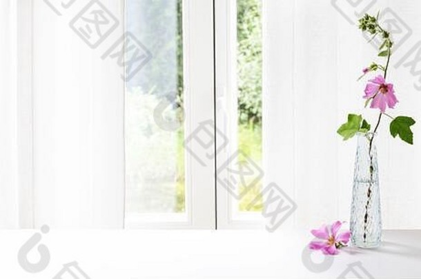 粉色锦葵花（Malva）在白色窗帘前的玻璃花瓶中，全景格式，空间，选定焦点