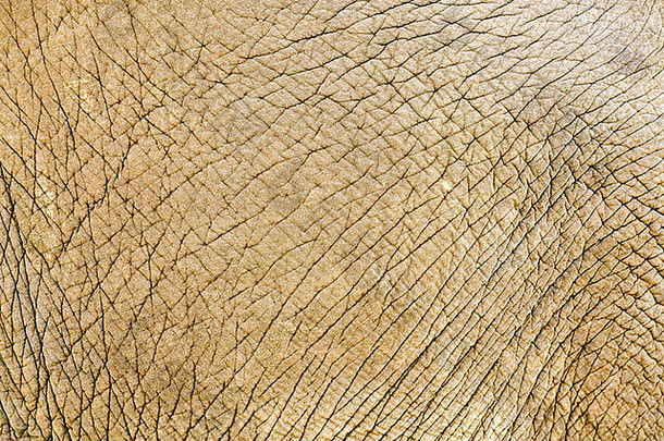 摘要亚洲大象皮肤背景