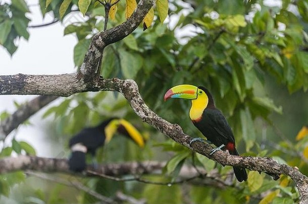 哥斯达黎加拉加托市，一只龙骨嘴巨嘴鸟（Ramphastos sulfuratus）栖息在树枝上