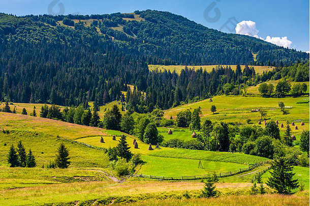农村字段草木丛生的山喀尔巴阡山可爱的风景夏天山