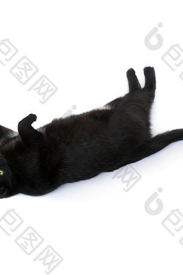 说谎黑色的猫孤立的白色背景