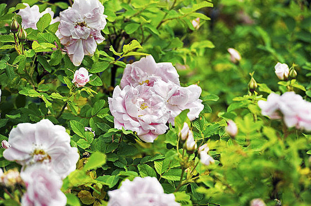 花园里的淡粉色玫瑰。<strong>玫瑰图片</strong>集。