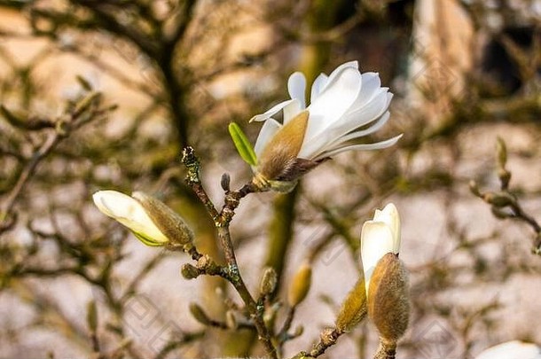 三月份春天白星花木兰花的美丽特写镜头。