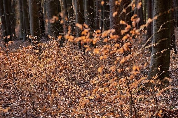 春天的<strong>秋意</strong>：德国海门多夫附近的莫里茨堡森林看起来仍然像秋天，我看到的一些树上仍然有秋叶