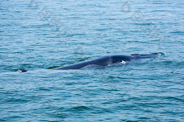 伊甸鲸（Balaenotera edeni）是从布莱德鲸中分离出来的一种鲸鱼，其特征是有5个喙脊