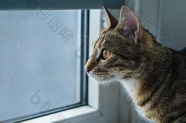 猫坐在窗台上，看着窗外的雨。水滴在窗户上