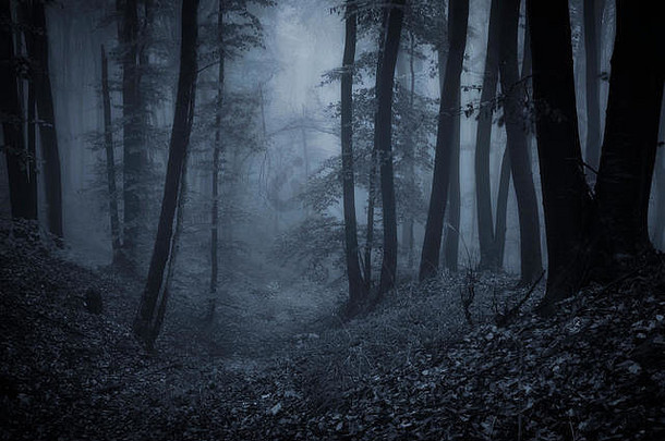 可怕的黑暗森林晚上