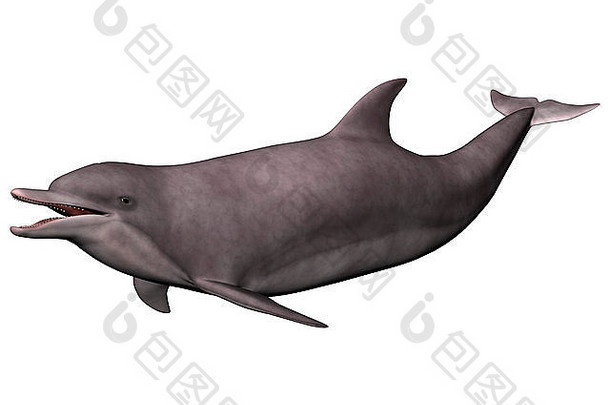 隔离在白色背景上的游泳海豚的3D数字渲染