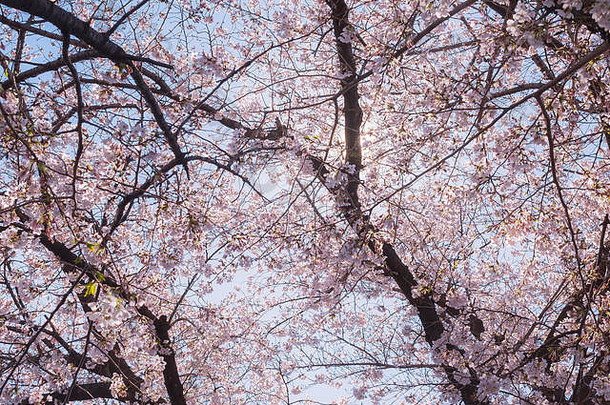 东京春天美丽的日本樱花树。
