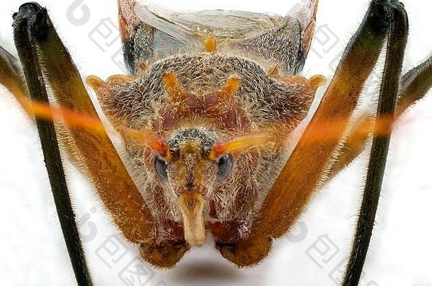 吸食豆荚虫的超宏观图像，也称为褐豆虫