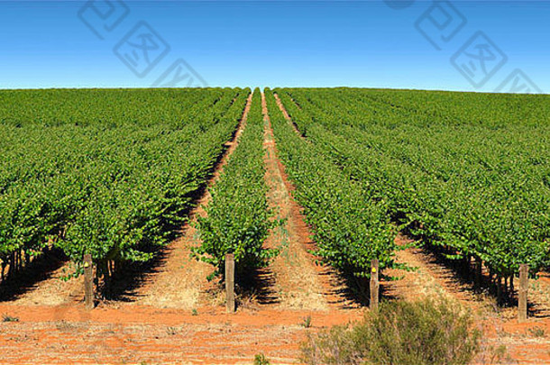 宽图像农场布诺萨谷酒葡萄日益增长的行