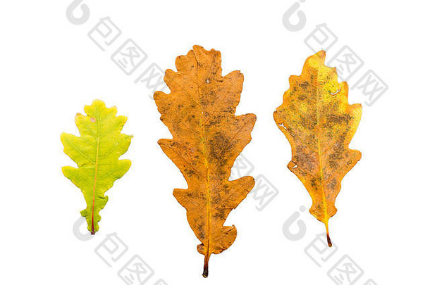 在白色背景上隔离的三片不同枯萎状态的秋叶
