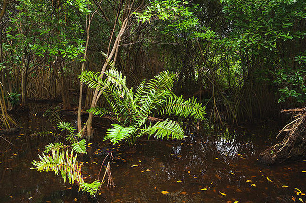 野生深色热带森林景观，绿色植物生长在水中