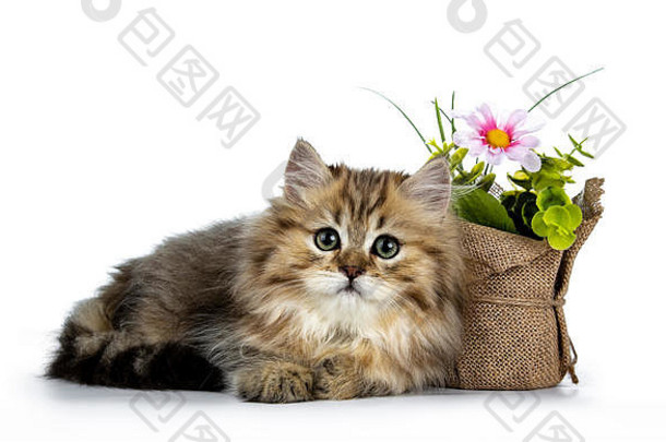 可爱的金色<strong>英国</strong>长毛猫小猫侧身躺在一盆假花旁边，看着隔离在白色背景上的镜头