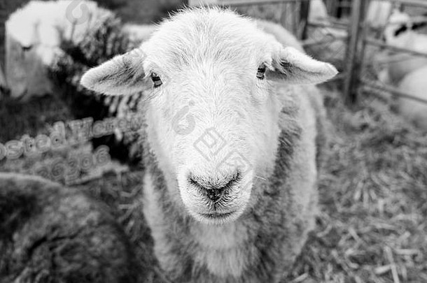 在英国一个郡的<strong>黑白画</strong>展上，一只绵羊在围栏里的特写镜头
